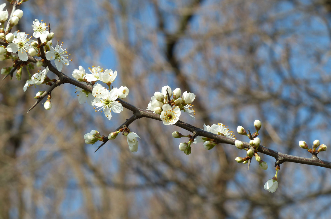 Estratto glicerico di prunus spinosa: amico per la pelle